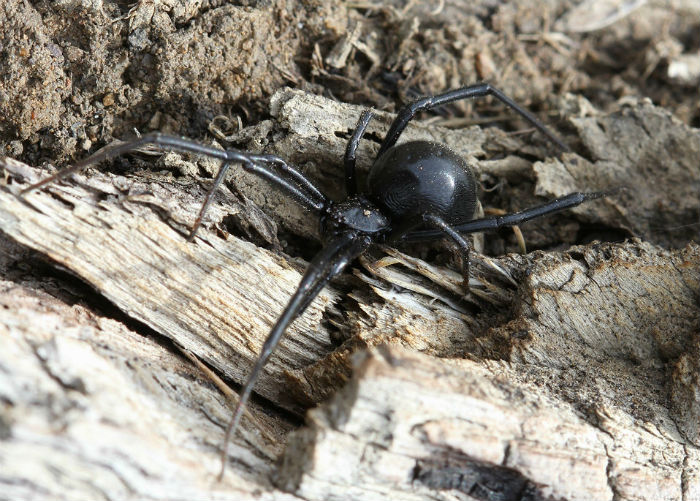 Black Widow Spider